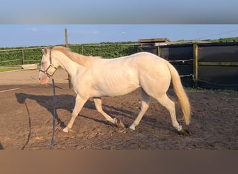 American Quarter Horse, Merrie, 3 Jaar, 145 cm, Champagne