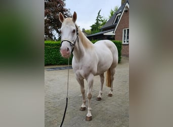 American Quarter Horse, Merrie, 3 Jaar, 145 cm, Champagne