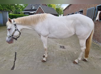 American Quarter Horse, Merrie, 3 Jaar, 145 cm, Champagne