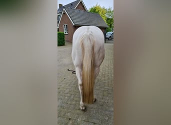 American Quarter Horse, Merrie, 3 Jaar, 145 cm, Champagne