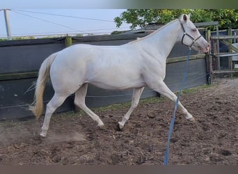 American Quarter Horse, Merrie, 3 Jaar, 145 cm, Champagne