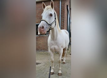 American Quarter Horse, Merrie, 3 Jaar, 145 cm, Champagne