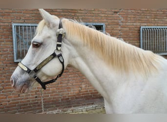 American Quarter Horse, Merrie, 3 Jaar, 145 cm, Champagne