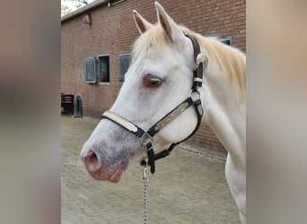 American Quarter Horse, Merrie, 3 Jaar, 145 cm, Champagne