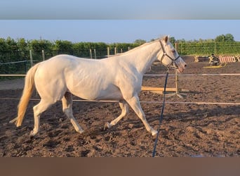 American Quarter Horse, Merrie, 3 Jaar, 145 cm, Champagne