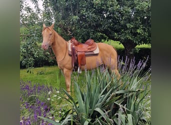 American Quarter Horse, Merrie, 3 Jaar, 145 cm, Champagne