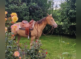 American Quarter Horse, Merrie, 3 Jaar, 145 cm, Champagne