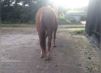 American Quarter Horse, Merrie, 3 Jaar, 145 cm, Donkere-vos