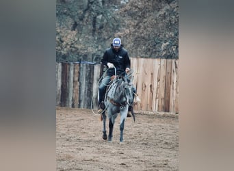 American Quarter Horse, Merrie, 3 Jaar, 145 cm, Roan-Blue