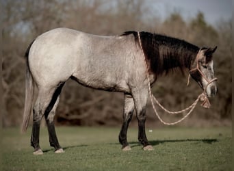 American Quarter Horse, Merrie, 3 Jaar, 145 cm, Roan-Blue