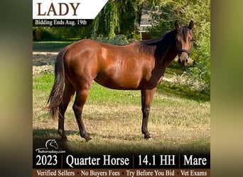 American Quarter Horse, Merrie, 3 Jaar, 145 cm, Roodbruin