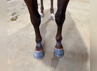 American Quarter Horse, Merrie, 3 Jaar, 145 cm, Roodvos