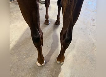 American Quarter Horse, Merrie, 3 Jaar, 145 cm, Roodvos