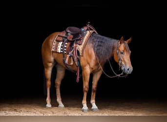 American Quarter Horse, Merrie, 3 Jaar, 145 cm, Roodvos