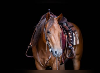 American Quarter Horse, Merrie, 3 Jaar, 145 cm, Roodvos