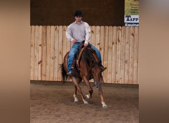 American Quarter Horse, Merrie, 3 Jaar, 145 cm, Roodvos