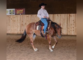 American Quarter Horse, Merrie, 3 Jaar, 145 cm, Roodvos