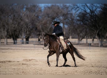American Quarter Horse, Merrie, 3 Jaar, 145 cm, Zwart