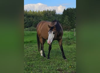 American Quarter Horse, Merrie, 3 Jaar, 146 cm, Falbe