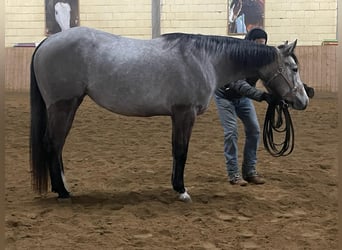 American Quarter Horse, Merrie, 3 Jaar, 146 cm, Schimmel