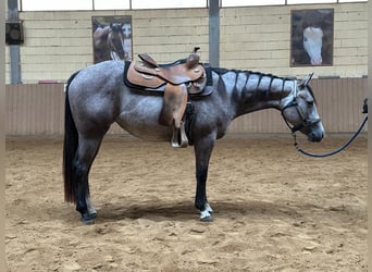 American Quarter Horse, Merrie, 3 Jaar, 146 cm, Schimmel
