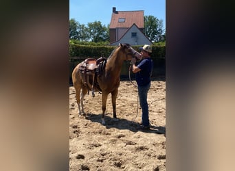 American Quarter Horse, Merrie, 3 Jaar, 147 cm, Buckskin