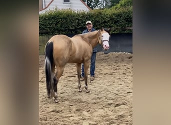 American Quarter Horse, Merrie, 3 Jaar, 147 cm, Buckskin