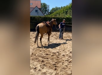 American Quarter Horse, Merrie, 3 Jaar, 147 cm, Buckskin