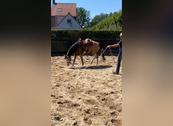 American Quarter Horse, Merrie, 3 Jaar, 147 cm, Buckskin