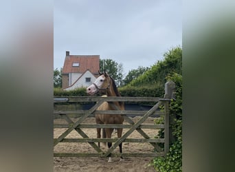 American Quarter Horse, Merrie, 3 Jaar, 147 cm, Buckskin