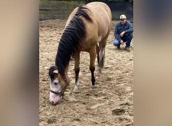 American Quarter Horse, Merrie, 3 Jaar, 147 cm, Buckskin