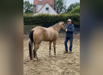 American Quarter Horse, Merrie, 3 Jaar, 147 cm, Buckskin