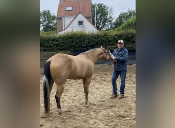 American Quarter Horse, Merrie, 3 Jaar, 147 cm, Buckskin