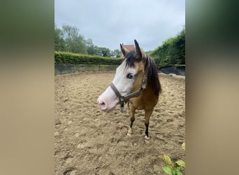 American Quarter Horse, Merrie, 3 Jaar, 147 cm, Buckskin