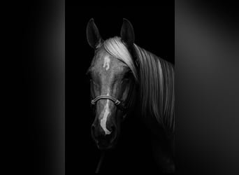 American Quarter Horse, Merrie, 3 Jaar, 147 cm, Palomino