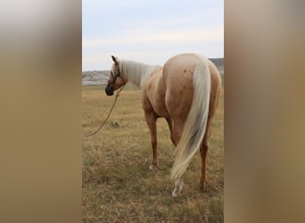 American Quarter Horse, Merrie, 3 Jaar, 147 cm, Palomino