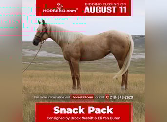 American Quarter Horse, Merrie, 3 Jaar, 147 cm, Palomino