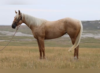 American Quarter Horse, Merrie, 3 Jaar, 147 cm, Palomino