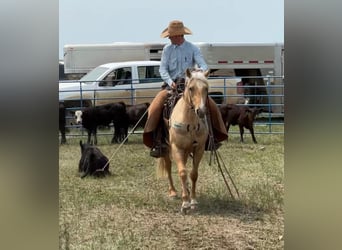 American Quarter Horse, Merrie, 3 Jaar, 147 cm, Palomino