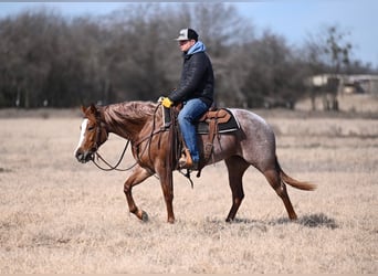 American Quarter Horse, Merrie, 3 Jaar, 147 cm, Roan-Red