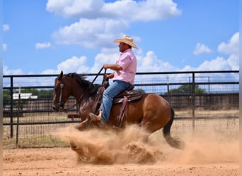 American Quarter Horse, Merrie, 3 Jaar, 147 cm, Roodbruin