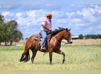 American Quarter Horse, Merrie, 3 Jaar, 147 cm, Roodbruin