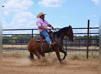 American Quarter Horse, Merrie, 3 Jaar, 147 cm, Roodbruin