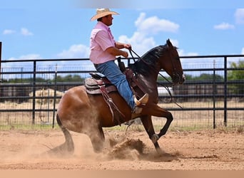 American Quarter Horse, Merrie, 3 Jaar, 147 cm, Roodbruin