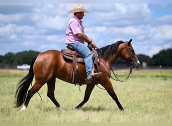 American Quarter Horse, Merrie, 3 Jaar, 147 cm, Roodbruin