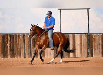 American Quarter Horse, Merrie, 3 Jaar, 147 cm, Roodbruin