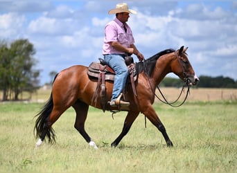 American Quarter Horse, Merrie, 3 Jaar, 147 cm, Roodbruin