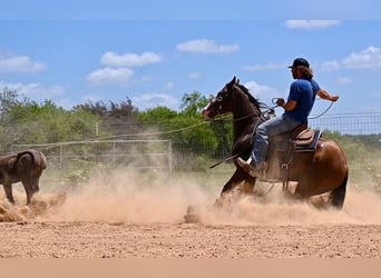 American Quarter Horse, Merrie, 3 Jaar, 147 cm, Roodbruin