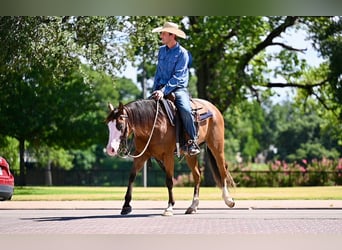 American Quarter Horse, Merrie, 3 Jaar, 147 cm, Roodbruin