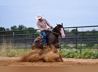 American Quarter Horse, Merrie, 3 Jaar, 147 cm, Roodbruin